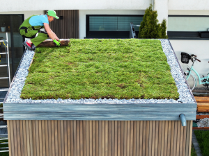 Gilroy roofing transforms urban spaces with roof gardens."