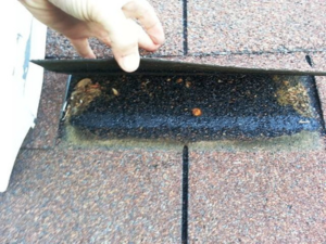 Hollister roofing expert inspecting a roof, debunking common myths